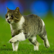 Anfield Cat….What Really Happened